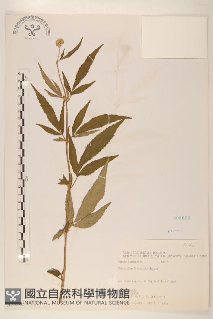 臺灣澤蘭藏品圖，第1張