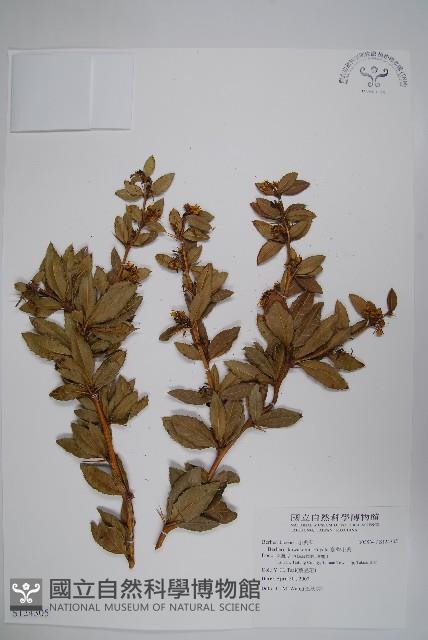 臺灣小蘗藏品圖，第1張