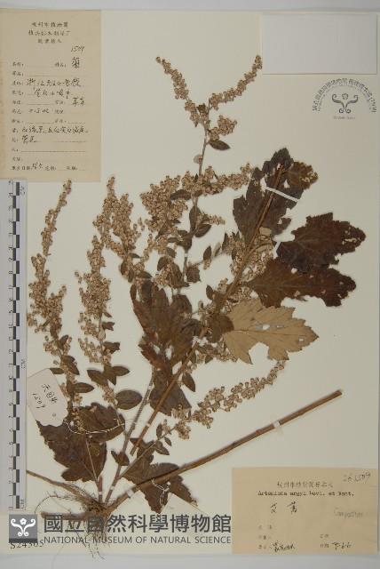 艾蒿藏品圖，第1張