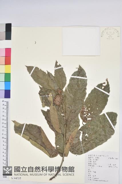 板栗藏品圖，第1張