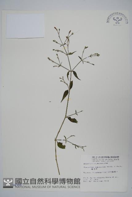 槍刀菜藏品圖，第1張