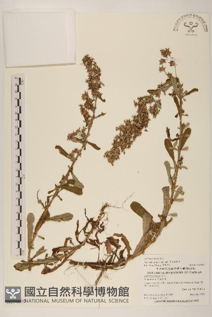 裏白鼠麴草藏品圖，第1張