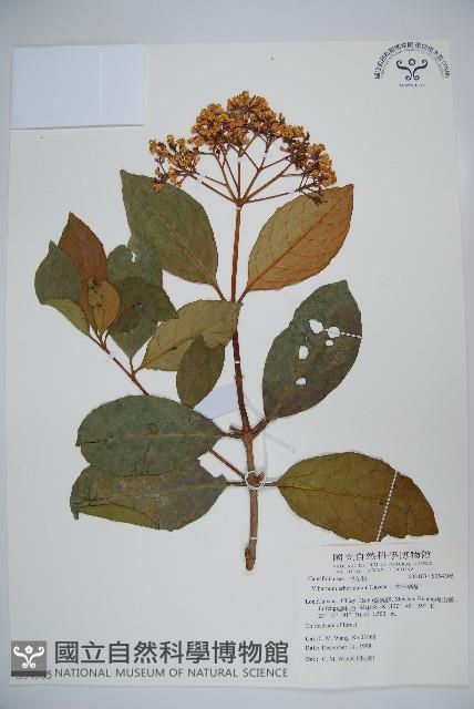 著生珊瑚樹藏品圖，第1張