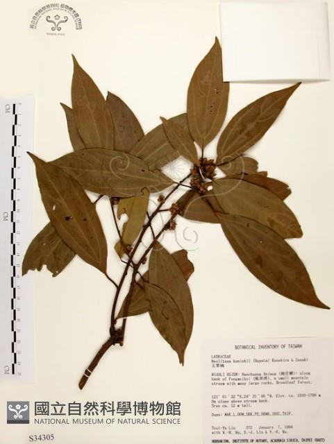 五掌楠藏品圖，第1張