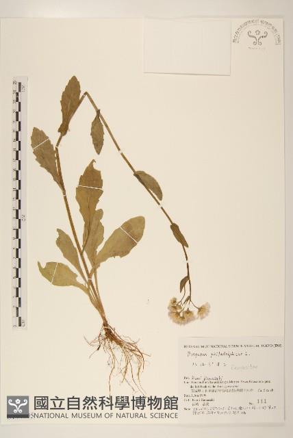 登錄號:S144305藏品圖，第1張