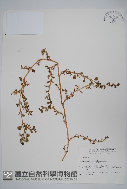 假海馬齒藏品圖，第1張