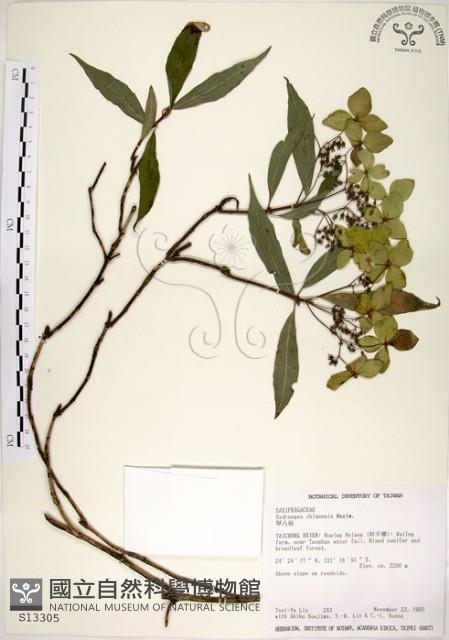 華八仙藏品圖，第1張