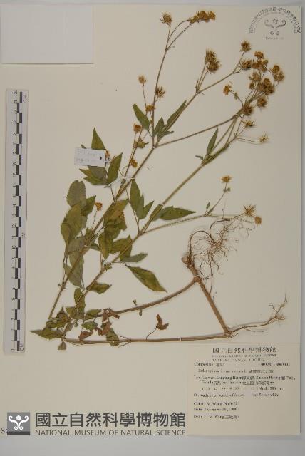 大花咸豐草藏品圖，第1張