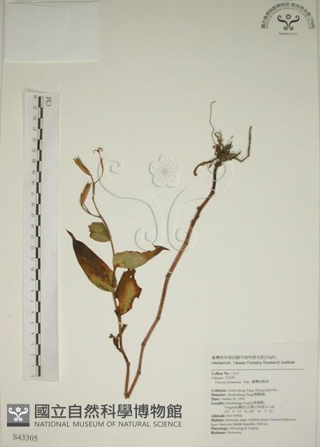 臺灣油點草藏品圖，第1張