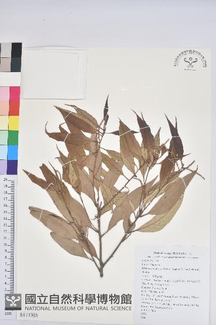 杏葉石櫟、校栗、校櫟藏品圖，第1張