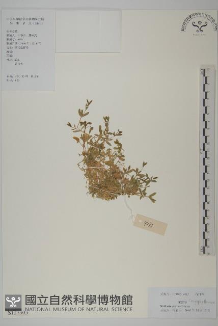 雀舌草藏品圖，第1張