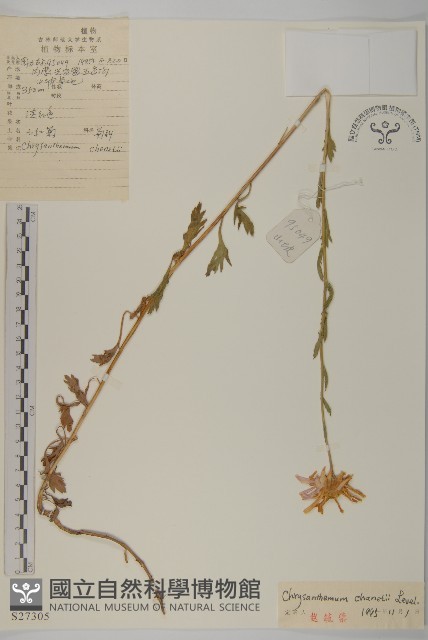 小紅菊藏品圖，第1張