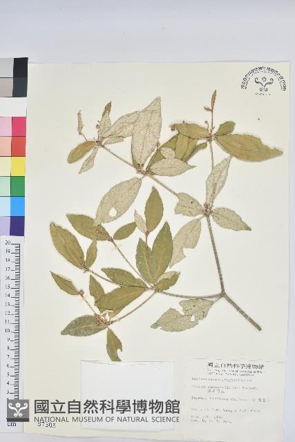 裡白巴豆藏品圖，第1張