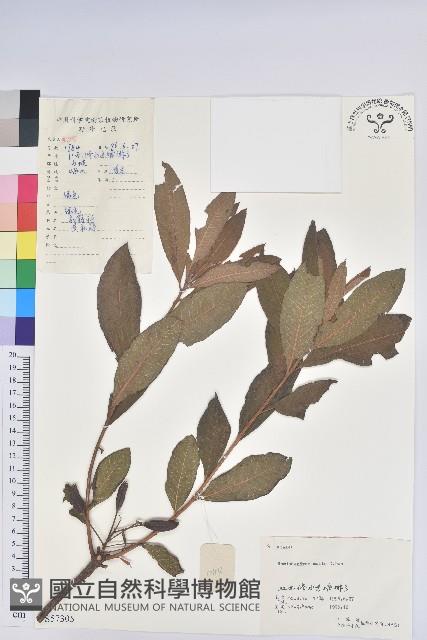 羊躑躅藏品圖，第1張