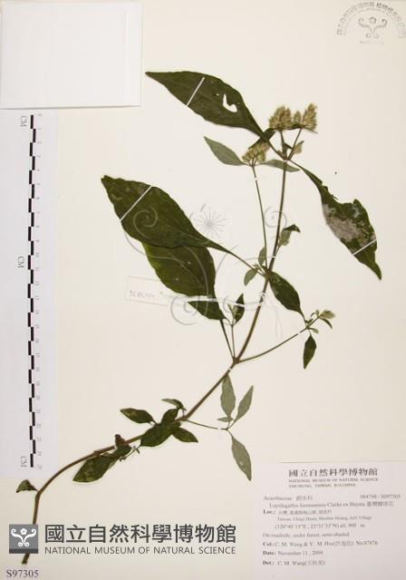 臺灣鱗球花藏品圖，第1張