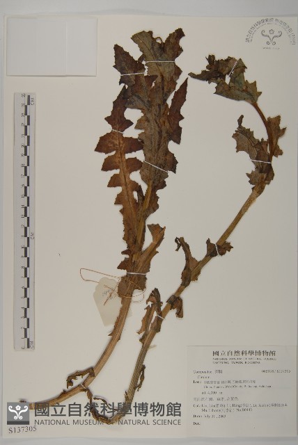 登錄號:S137305藏品圖，第1張