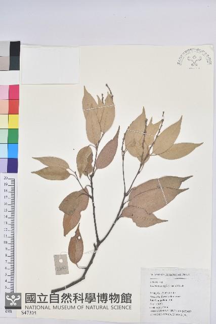 反刺苦櫧藏品圖，第1張