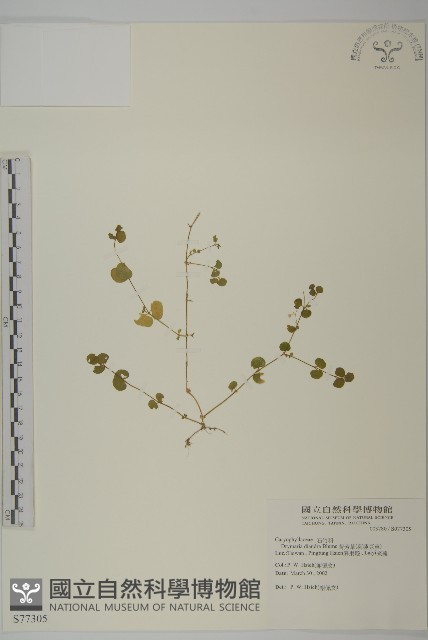 荷蓮豆草、菁芳草藏品圖，第1張