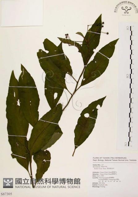 黑星紫金牛藏品圖，第1張