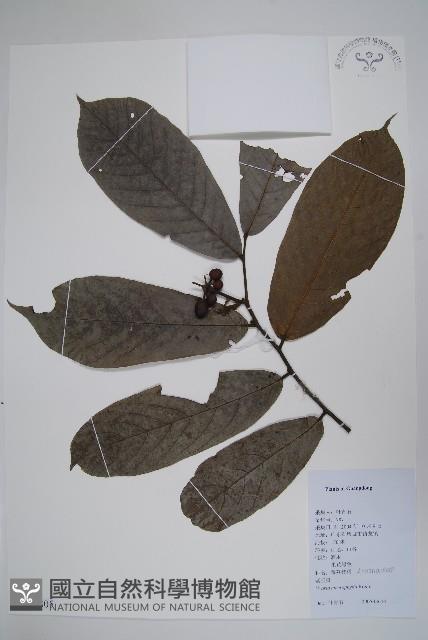 登錄號:S126805藏品圖，第1張