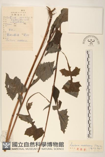 毛脈山蒿苣藏品圖，第1張