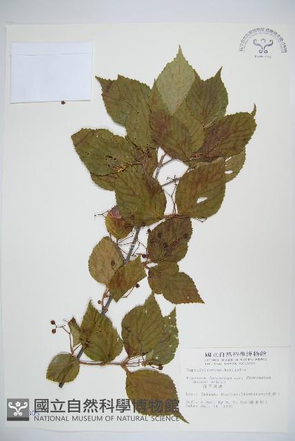 紅子莢迷藏品圖，第1張