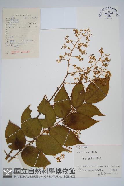 蔥木藏品圖，第1張