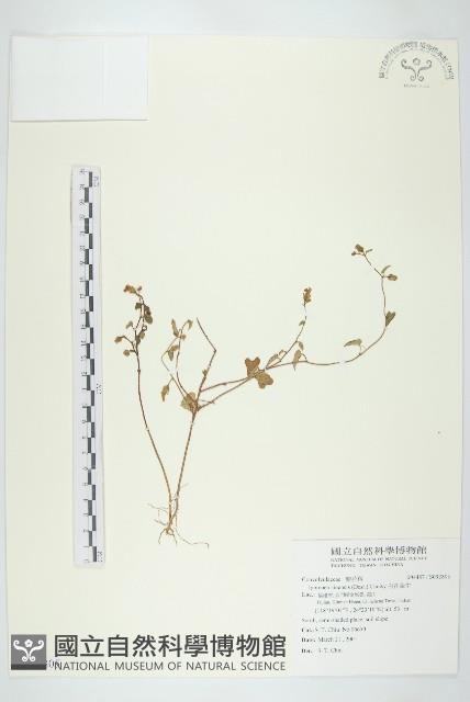 白花牽牛藏品圖，第1張