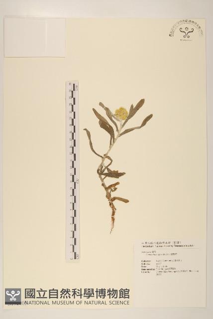 鼠麴草藏品圖，第1張