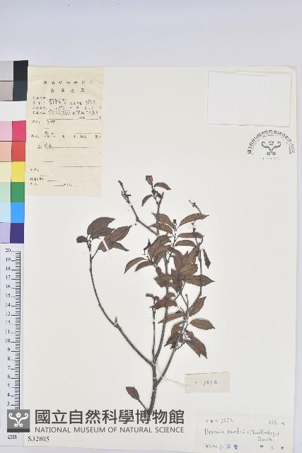 留萼木藏品圖，第1張