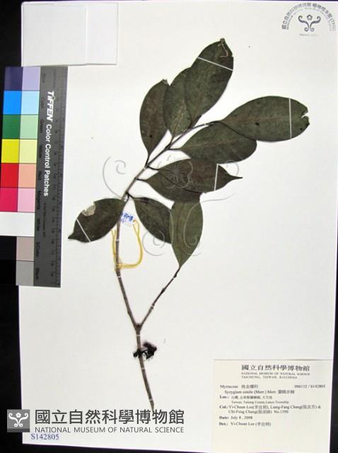 蘭嶼赤楠藏品圖，第1張