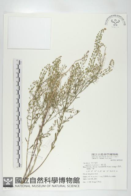 獨行菜藏品圖，第1張