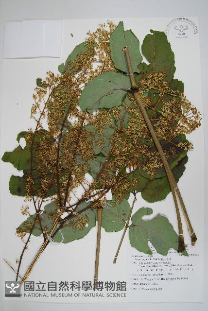 裡白蔥木藏品圖，第1張