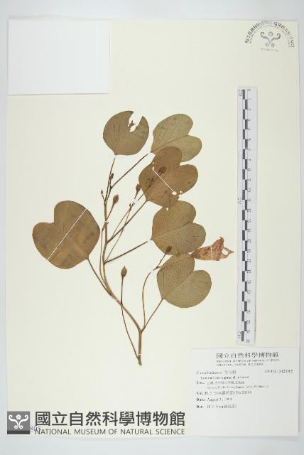 登錄號:S120805藏品圖，第1張