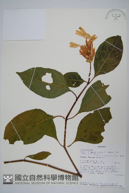 白燭蘆莉藏品圖，第1張