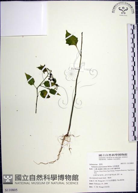 光果龍葵藏品圖，第1張