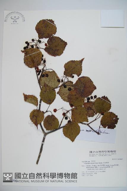 玉山糯米樹、狹葉糯米樹藏品圖，第1張