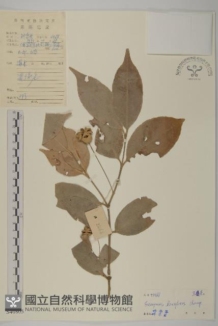 大丁黃藏品圖，第1張