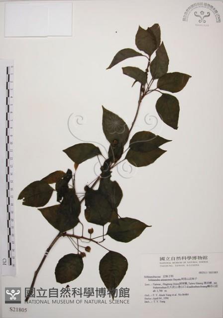 阿里山五味子藏品圖，第1張