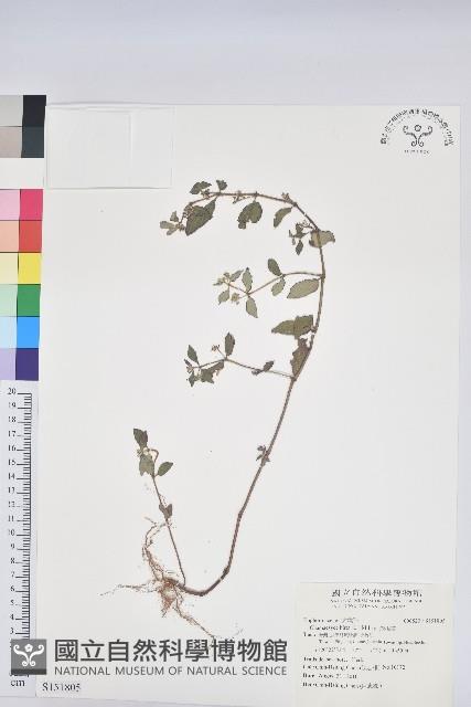 飛揚草藏品圖，第1張