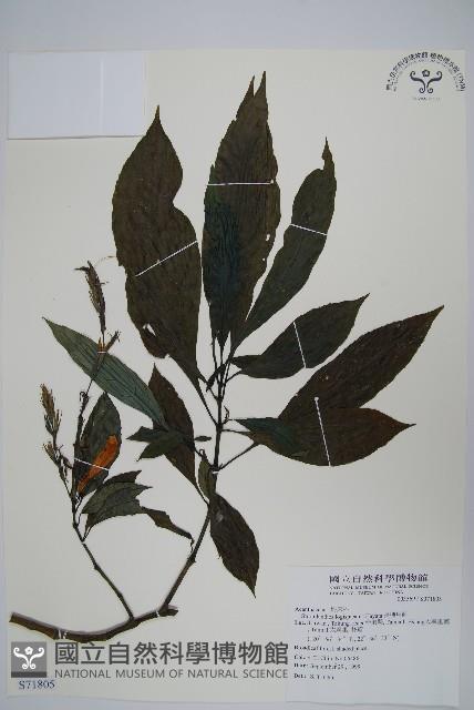 長穗馬藍藏品圖，第1張