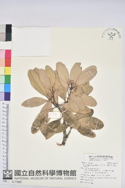 台灣石櫟藏品圖，第1張