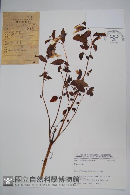 登錄號:S025805藏品圖，第1張