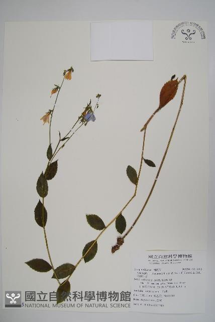 雲南沙參藏品圖，第1張