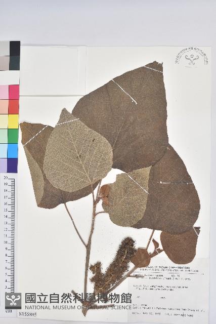 野桐藏品圖，第1張