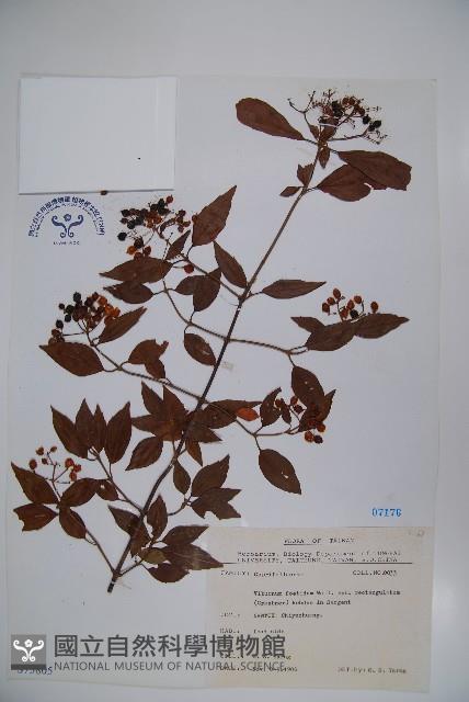 狹葉莢迷藏品圖，第1張