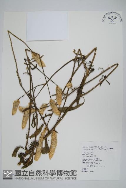 青葙藏品圖，第1張