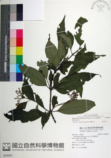 台北玉葉金花藏品圖，第1張