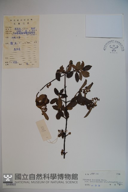 珍珠莢迷藏品圖，第1張