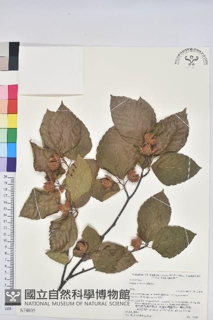 登錄號:S074805藏品圖，第1張